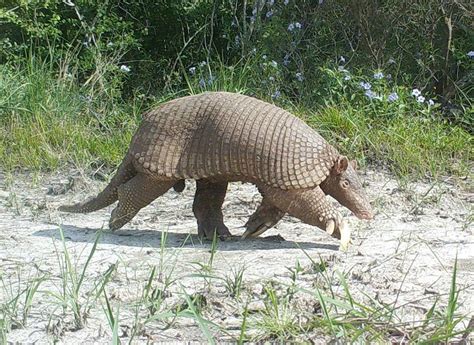 Giant Armadillo Information, Habitat, Adaptations, Pictures