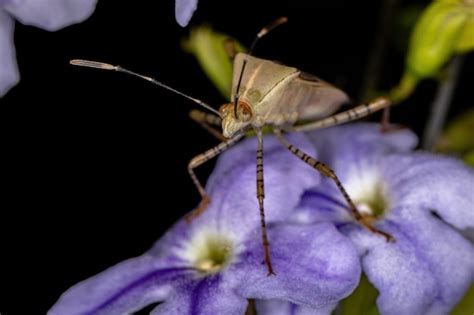 Premium Photo Adult Leaf Footed Bug Of The Genus Hypselonotus