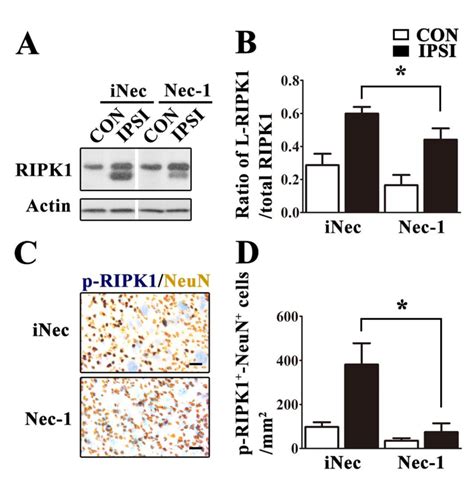 Necrostatin 1 Treatment Prevented Phosphorylation Of Ripk1 At Ser166 In