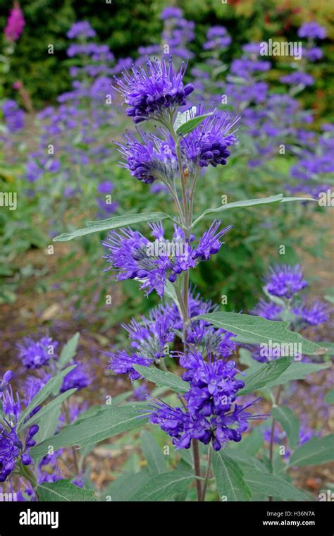 Shrub With Blue Flowers Hi Res Stock Photography And Images Alamy