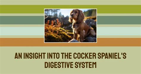 The Ultimate Guide To A Healthy Cocker Spaniel Diet