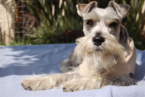 Secretos Para Ense Ar A Un Schnauzer A Ir Al Ba O R Pidamente Con