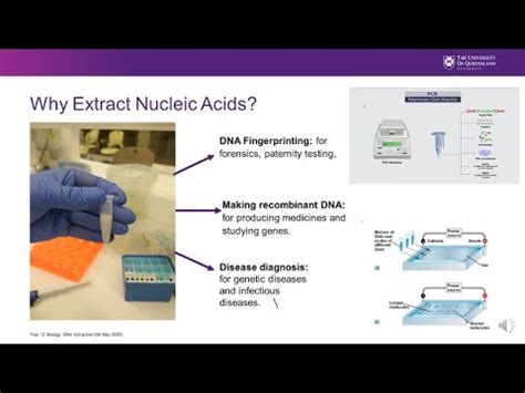 SPARQ Biology DNA Extraction YouTube