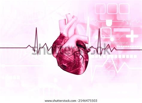 Human Heart Anatomy Ecg Background D Shutterstock