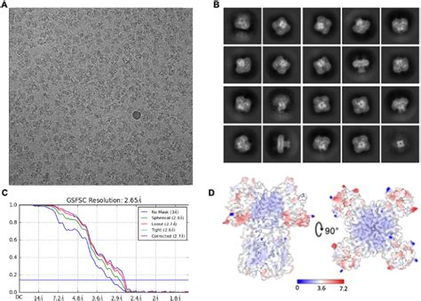 Apo And Ligand Bound High Resolution Cryo Em Structures Of The Human