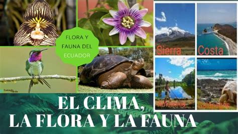 Clima Flora Y Fauna