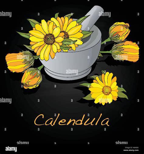 Calendula Vector Illustration Isolated Stock Vector Image Art Alamy