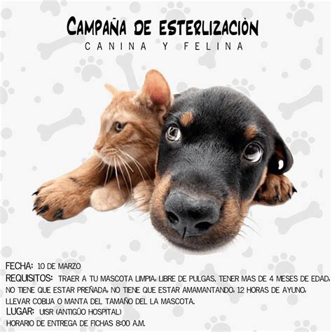 Campaña de esterilización canina y felina Ayuntamiento de Nochistlán