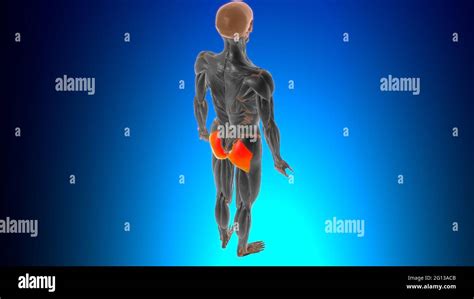 Gluteus Maximus Muscle Anatomy For Medical Concept 3d Illustration