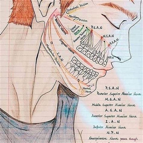 Dentaltown Dental Anatomy And Tooth Morphology Dental Anatomy