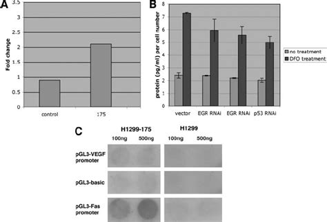 EGR1 Dependent Induction Of VEGF By Mutant P53 A H1299 Cells Stably