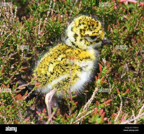 Golden Plover Chick In Heather Stock Photo Alamy