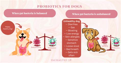 Best Probiotics for Dogs: 2024's Top Picks!