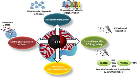 The Main Described Mechanisms Of Carbon Monoxide On Mitochondria