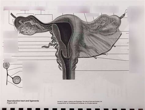 Female Reproductive Tract Diagram Quizlet