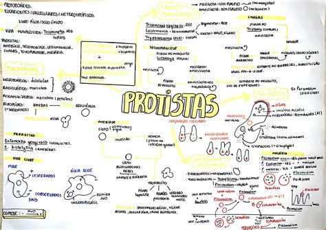 Reino Protista Mapa Mental - MAPA MENTAL SOBRE REINO PROTISTA - Maps4Study