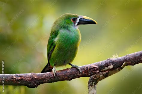 Toucanet Aulacorhynchus Prasinus Green Toucan In The Nature Habitat