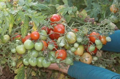 Tomate Cerise Rouge Red Centiflor Cherry Association Kokopelli