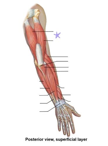 Muscles That Move The Forearm At The Elbow Flashcards Quizlet