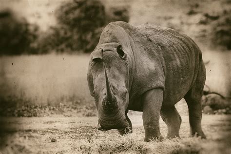 Rhino Conservation | Behance