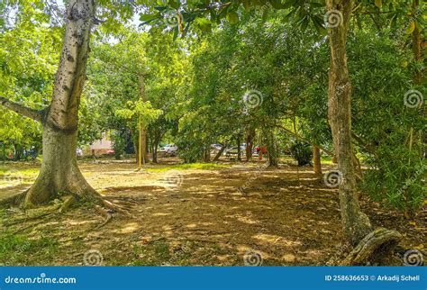 Huge Beautiful Kapok Tree Ceiba Tree with Spikes in Mexico Stock Image ...