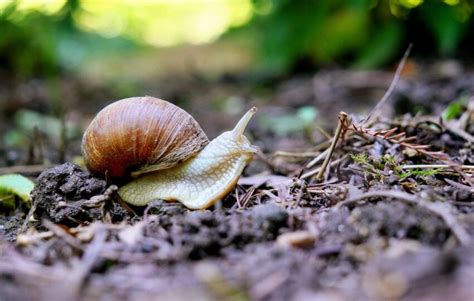 Foto Gratis Lumaca Natura Giardino Shell Invertebrati