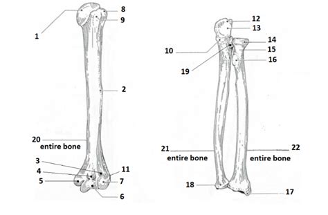 arm Diagram | Quizlet