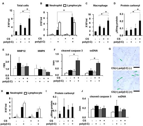 A Total Cell Counts B Neutrophil And Lymphocyte Counts And C