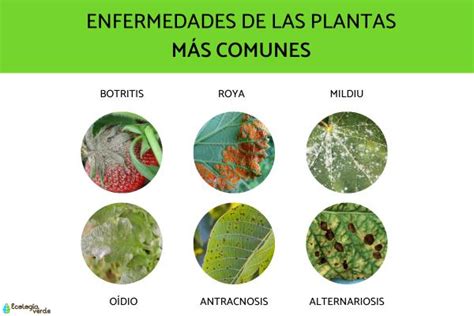 Plagas y enfermedades de las plantas listas y cómo eliminarlas Fotos