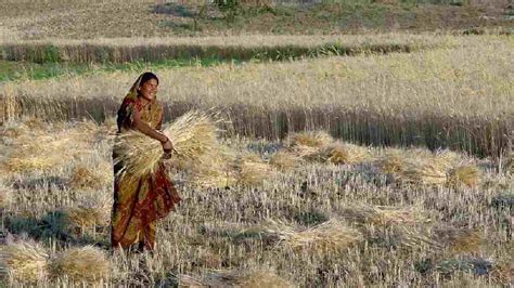 Why Turkey Has Rejected Indian Wheat Consignment Causing Concern Among