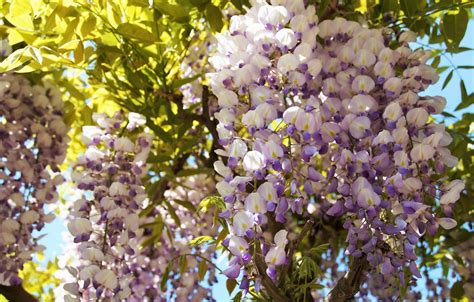 Wallpaper Leaves Macro Light Flowers Spring Flowering