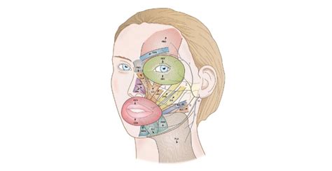 What Is Facial Palsy Pmc Physiotherapy Dunboyne Chartered Physiotherapists