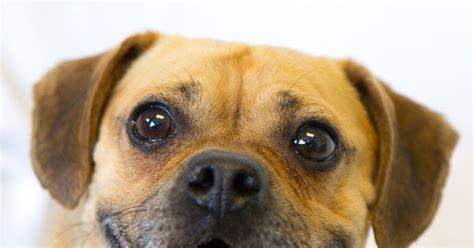 Shelter Dogs Of Portland Muggle A Friendly And Lively Puggle