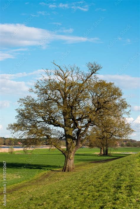 Sommereiche Deutsche Eiche Stieleiche Stiel Eiche Quercus Robur