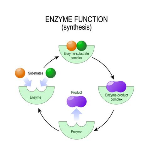 Enzyme Substrate