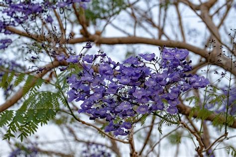 Árbol de jacaranda azul de la especie jacaranda mimosifolia con flores