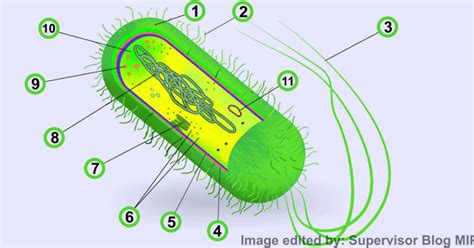Gambar Struktur Bakteri Dan Fungsinya Analisis