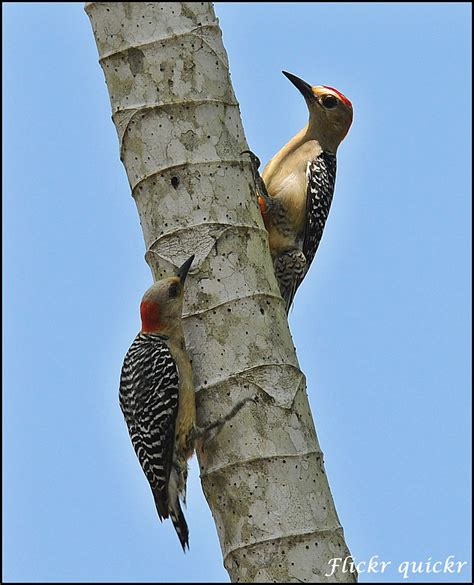 Red Crowned Hoffmann S Woodpecker Melanerpes Rubricapillus Flickr