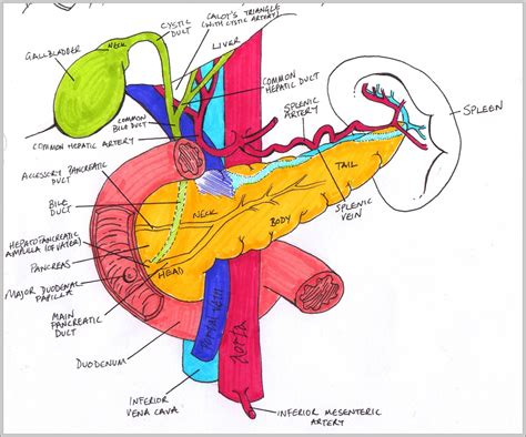 Pancreas Anatomy Image – Anatomy System – Human Body Anatomy diagram ...