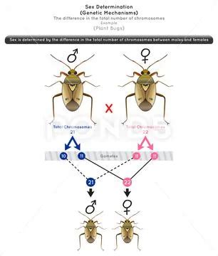 Sex Determination Genetic Mechanisms Infographic Diagram Example Plant