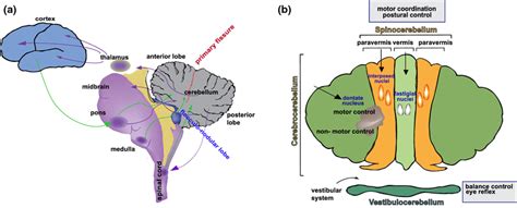 Flocculonodular Lobe Diagram