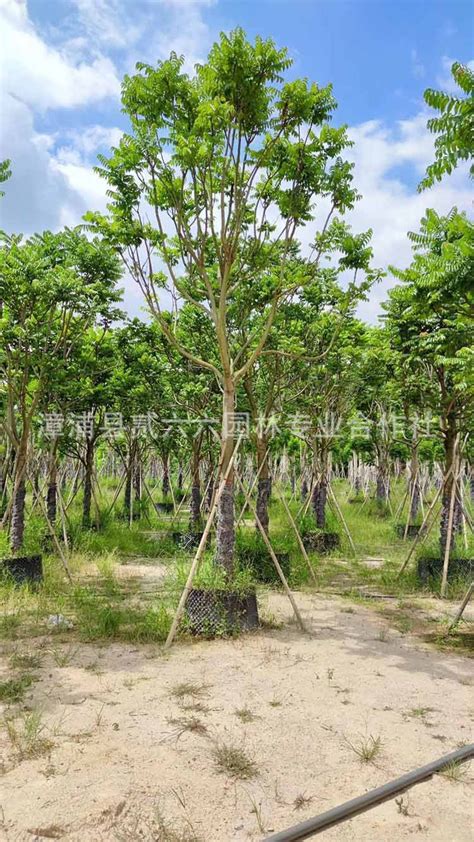 白皮树是什么树图片 白皮面图片 白皮树 第8页 大山谷图库