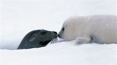 1920x1080 Baby, seal, snow - Coolwallpapers.me!