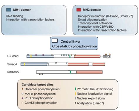 Structural Domains And Known Phosphorylation Sites Of Smad Molecules