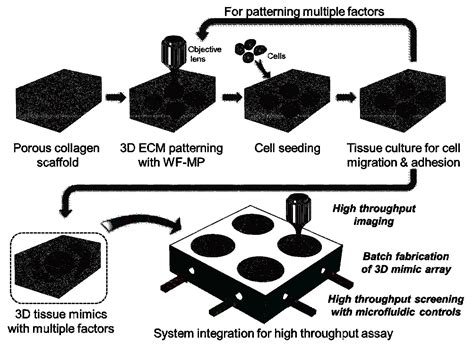 Extracellular Matrix Regulation For Precison Medicine