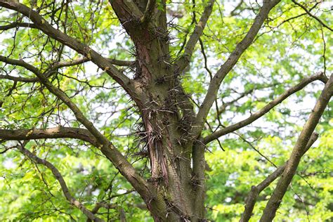 Sunburst® Honey Locust Tree: Care and Growing Guide