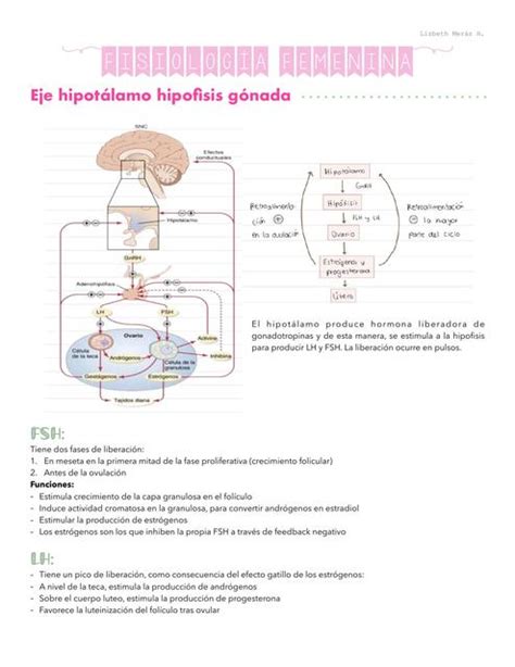 Ciclo Ovárico Endometrial y Menstrual Lizbeth Meráz uDocz