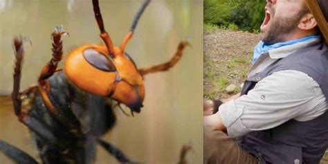 Animal expert lets giant hornet — similar to 'murder hornet' — sting ...