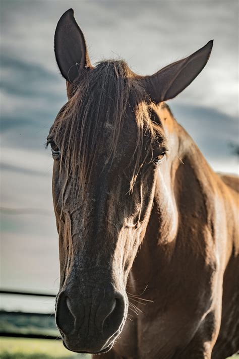 Mustang Horse Photos, Download The BEST Free Mustang Horse Stock Photos ...