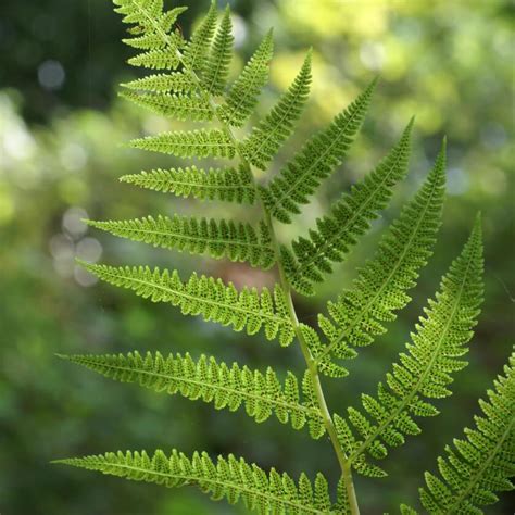 Gewöhnlicher Frauenfarn Athyrium filix femina